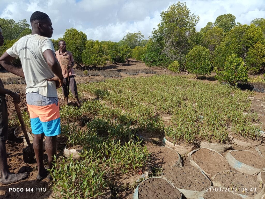 Seatrees mangrove boom project co2 compensatie